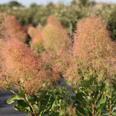 cotinus-coggygria-young-lady