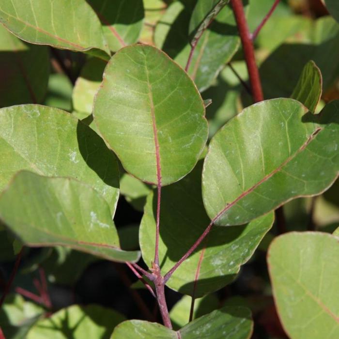 Cotinus coggygria plant