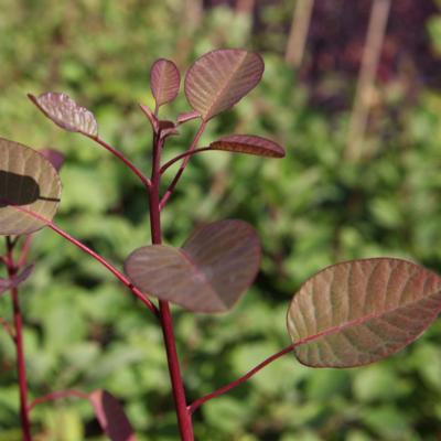 cotinus-coggygria