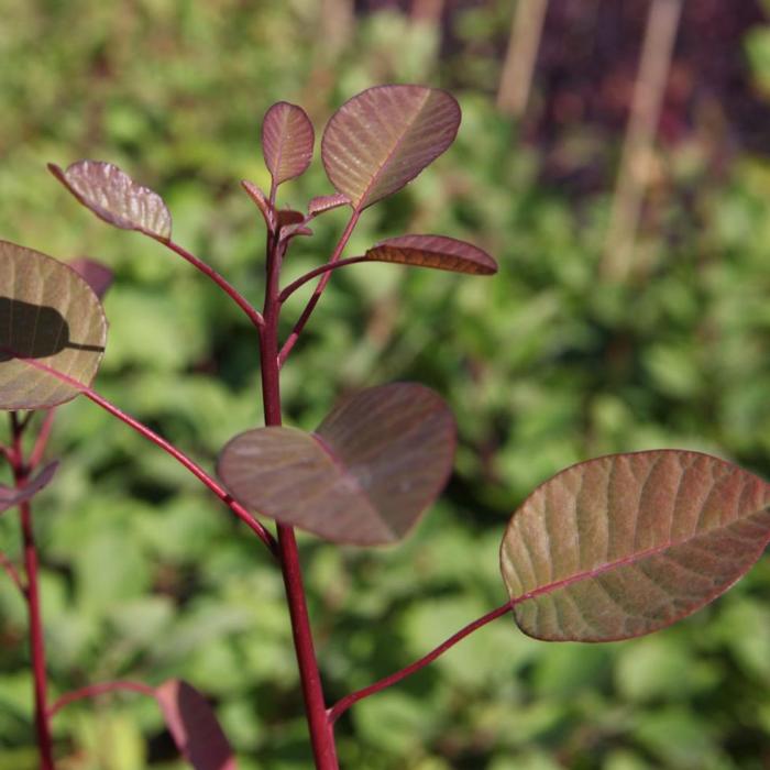 Cotinus coggygria plant