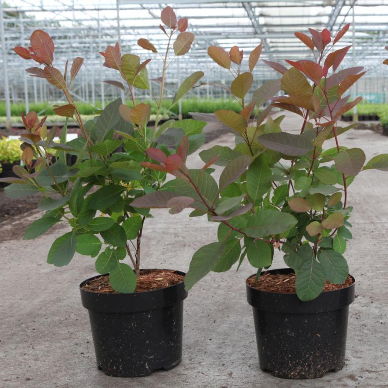 Cotinus 'Grace' plant