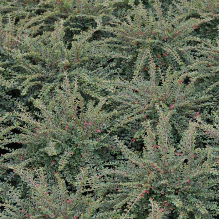 Cotoneaster adpressus 'Little Gem' plant