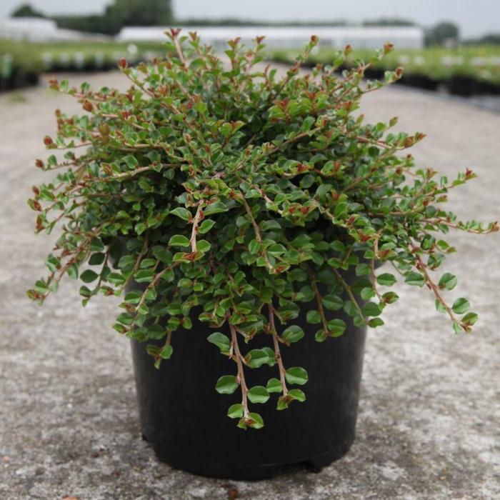 Cotoneaster adpressus 'Little Gem' plant