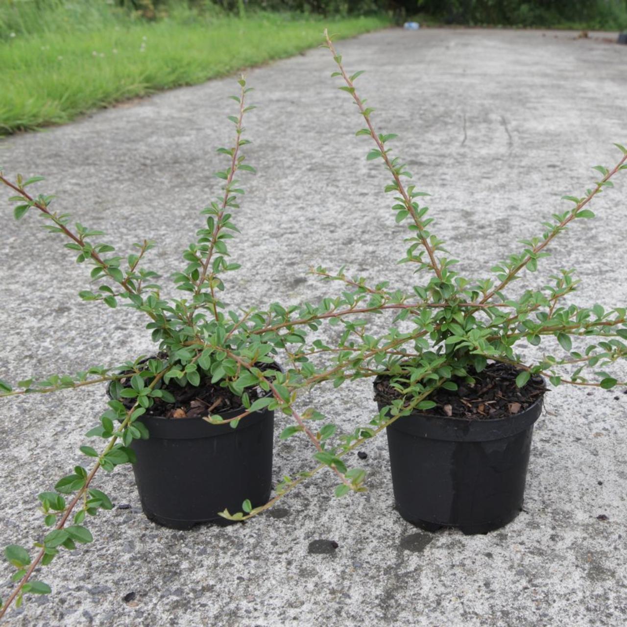 Cotoneaster 'Coral Beauty' plant