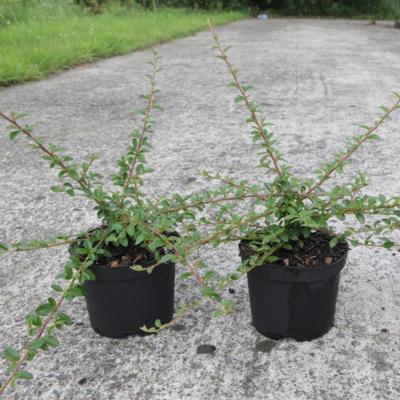 cotoneaster-coral-beauty
