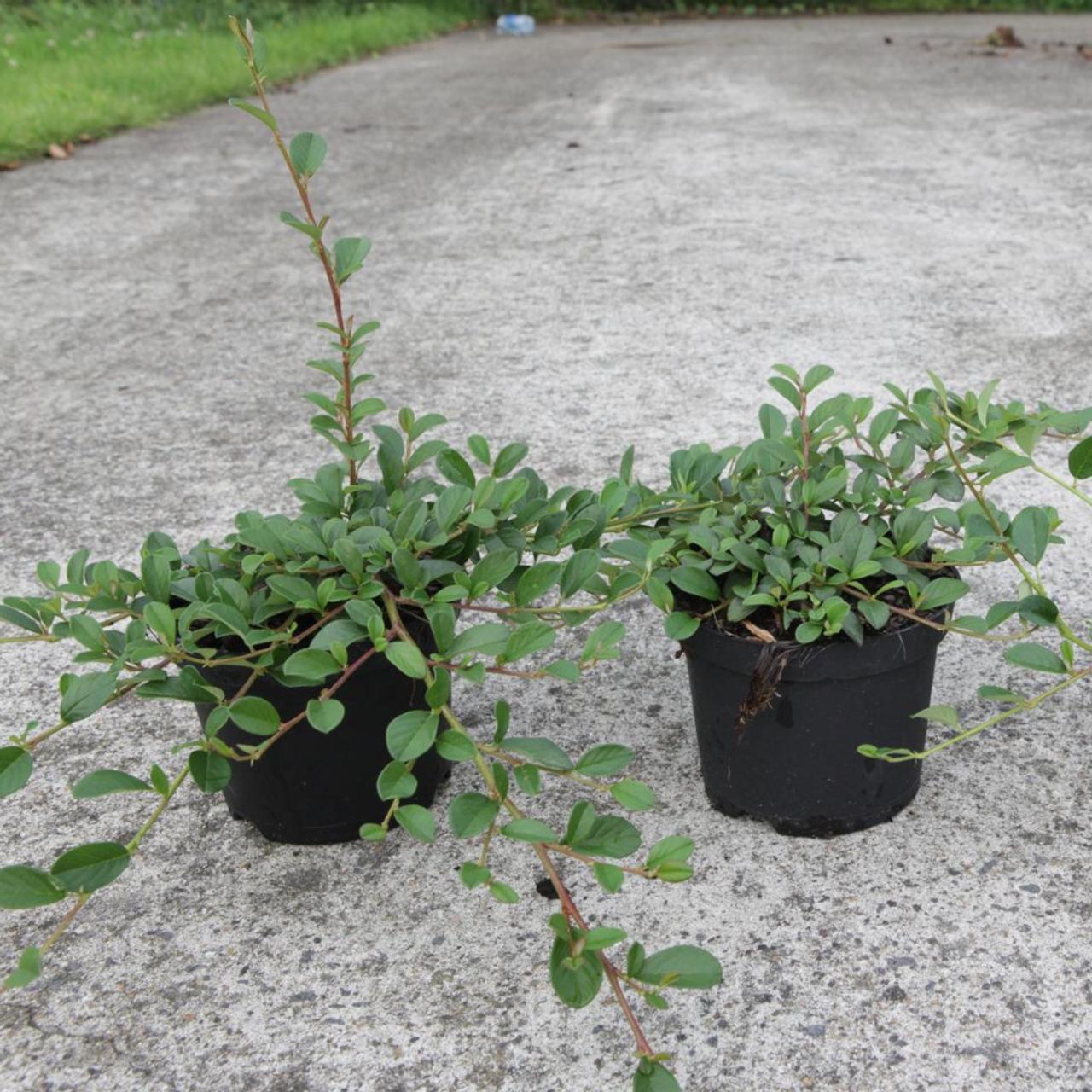 Cotoneaster dammeri plant