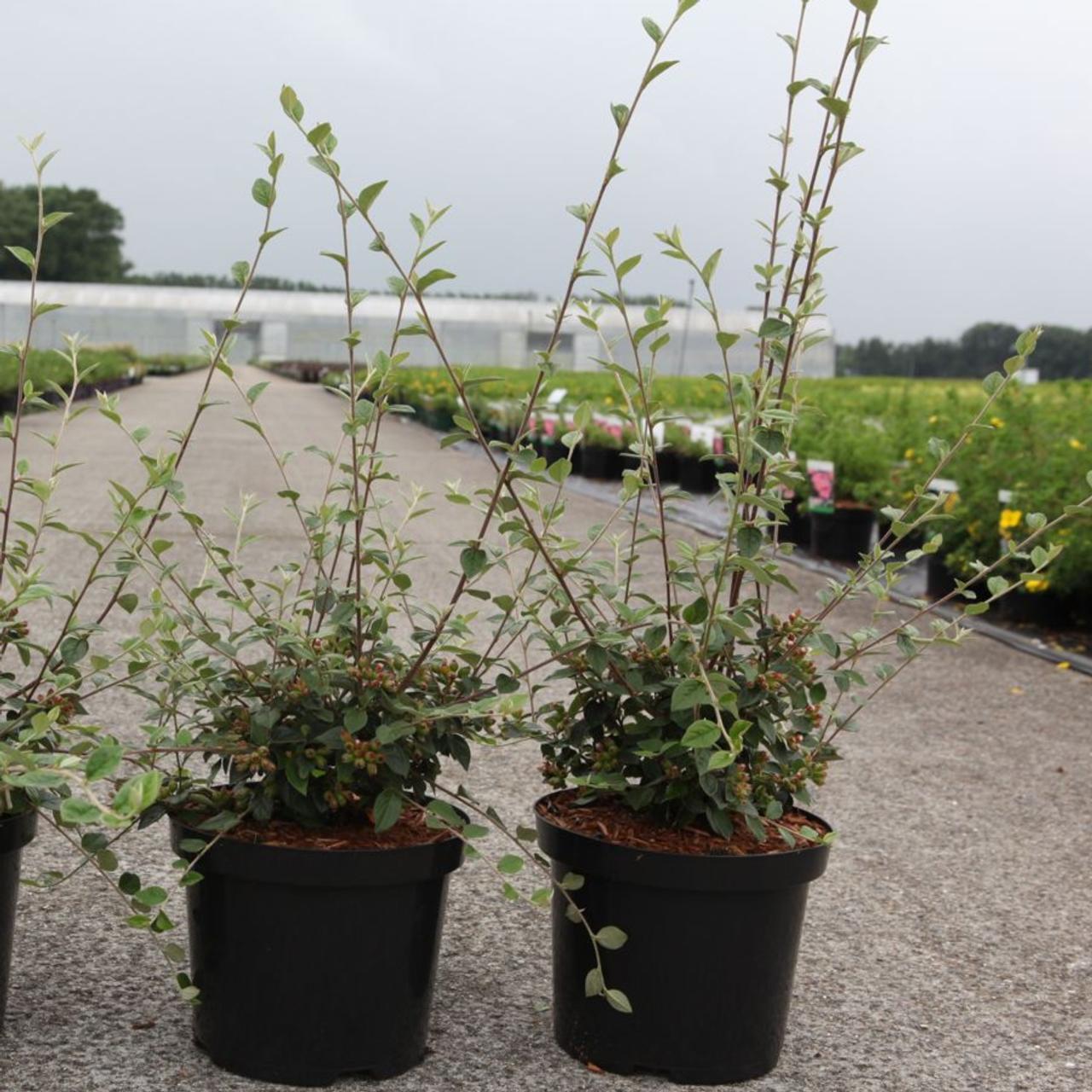 Cotoneaster franchetii plant