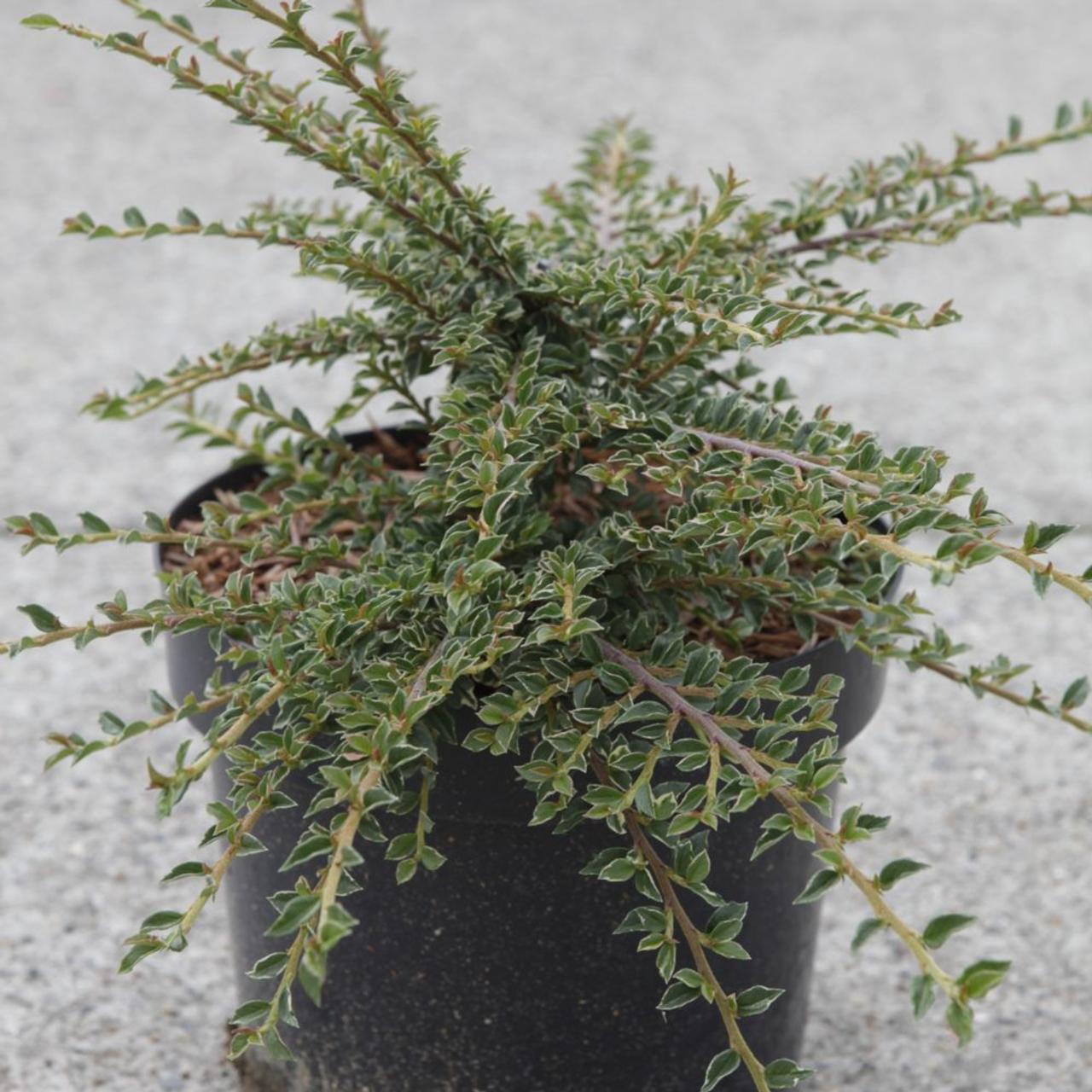 Cotoneaster hor. 'Variegatus' plant