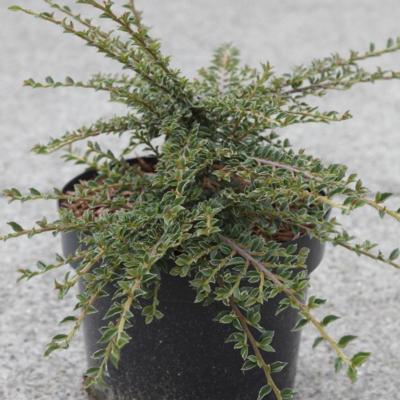 cotoneaster-hor-variegatus