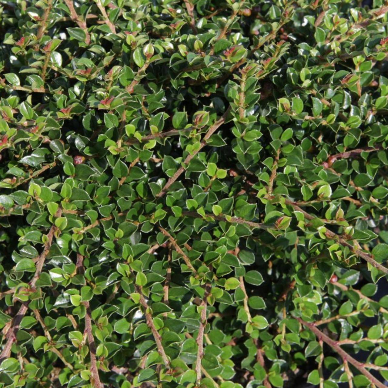Cotoneaster horizontalis plant