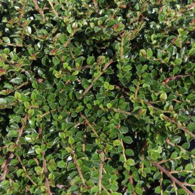 cotoneaster-horizontalis