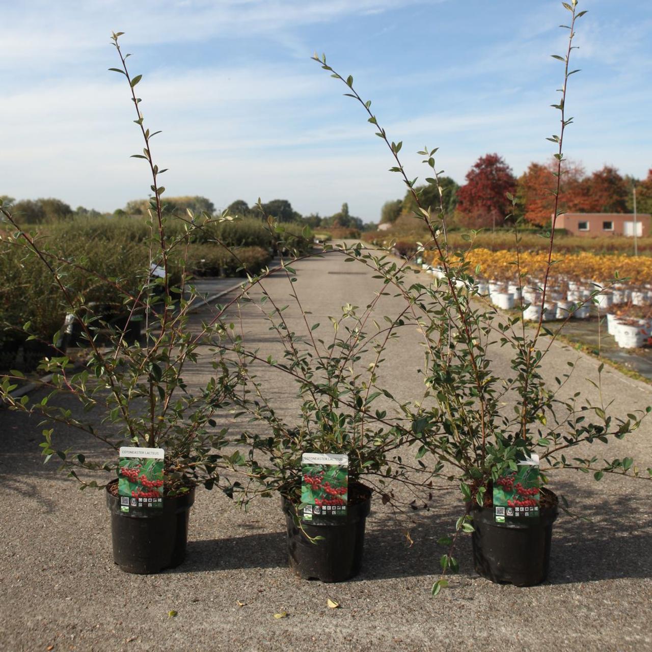 Cotoneaster lacteus plant