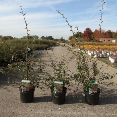 cotoneaster-lacteus