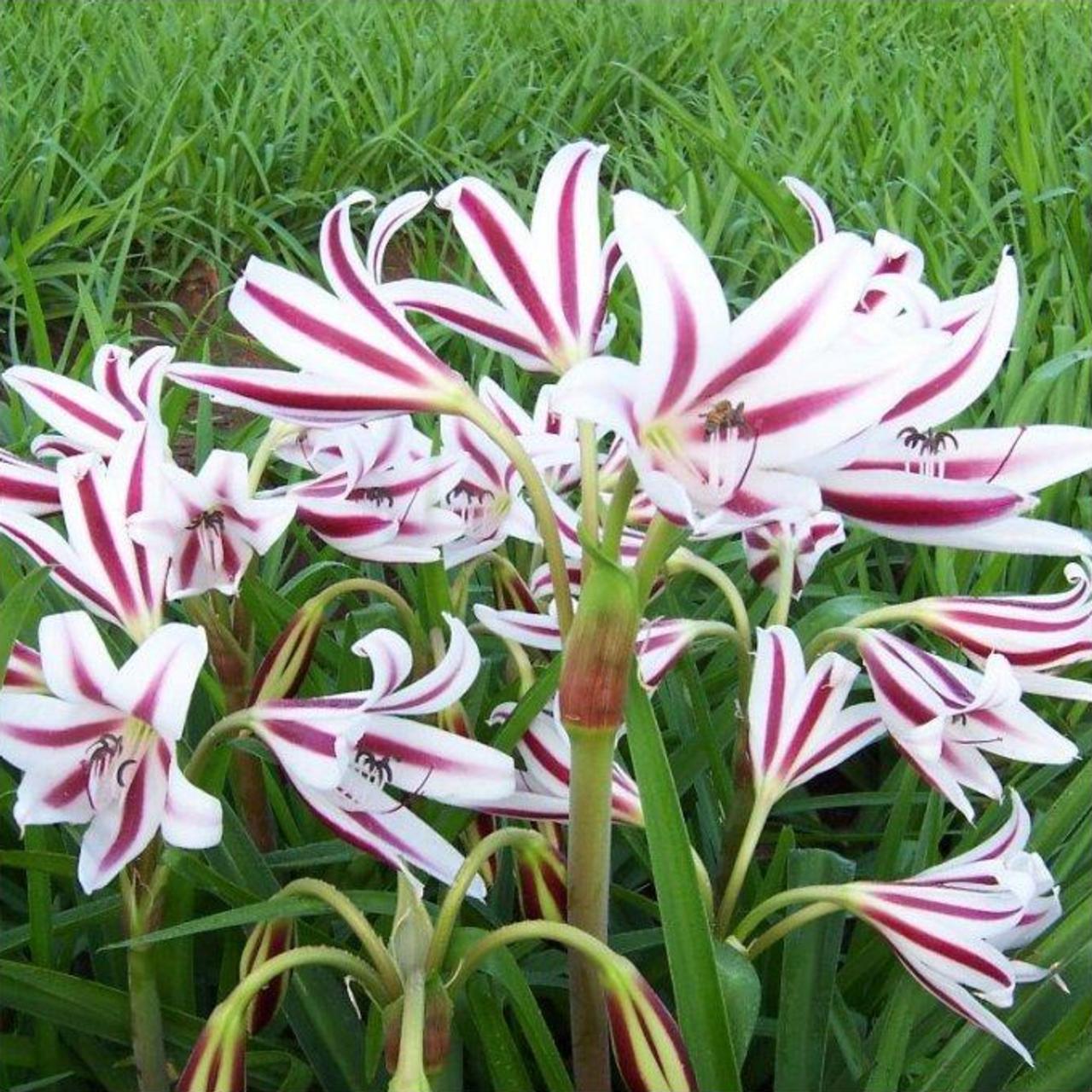 Crinum 'Cintho Alfa' plant