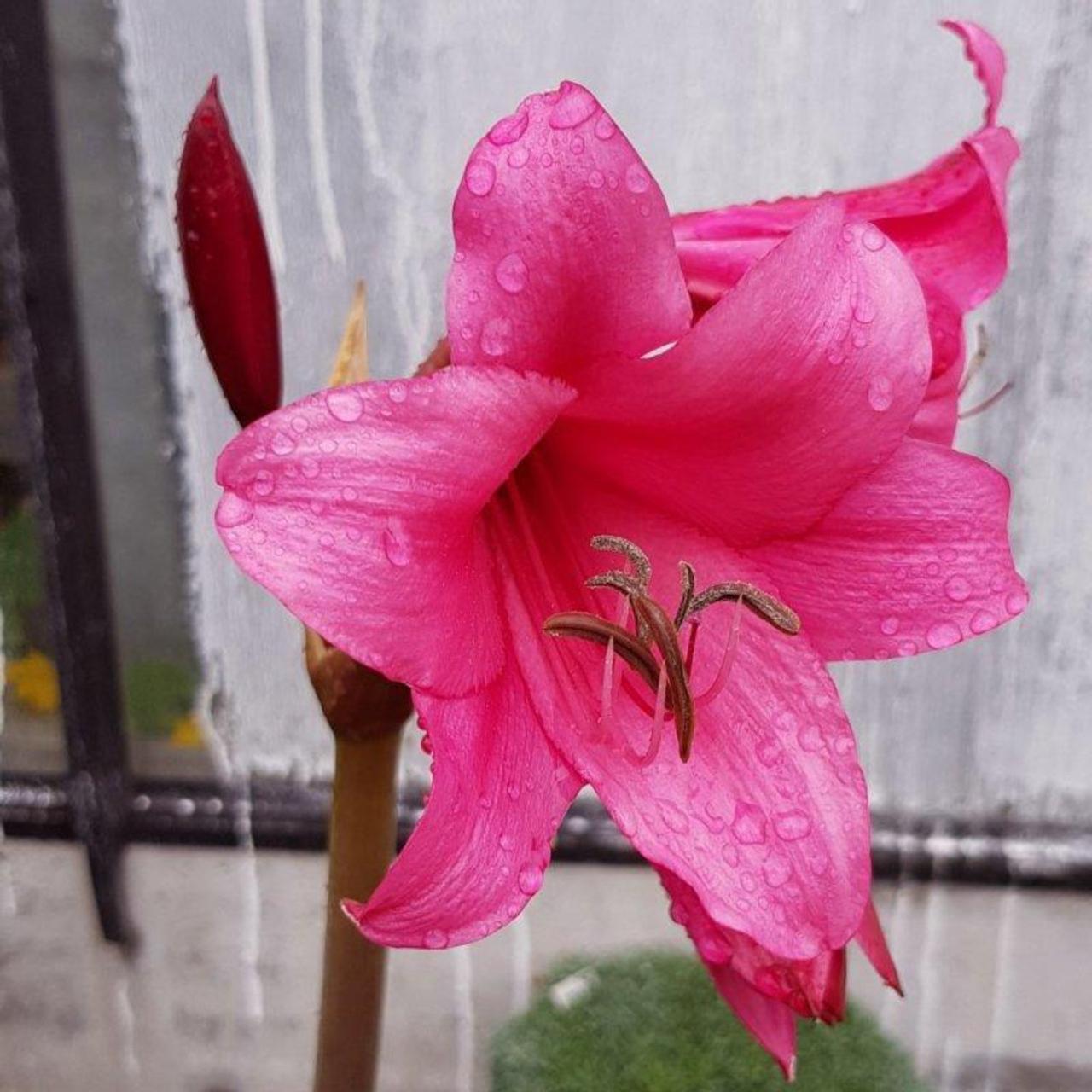 Crinum 'Ellen Bosanquet' plant