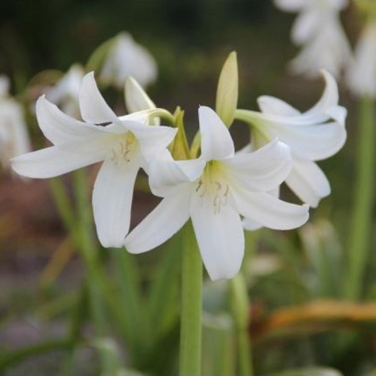 Crinum x powellii 'Album' plant