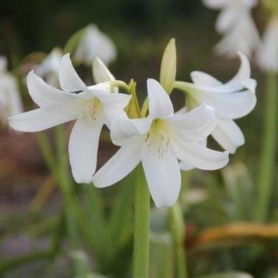 crinum-x-powellii-album