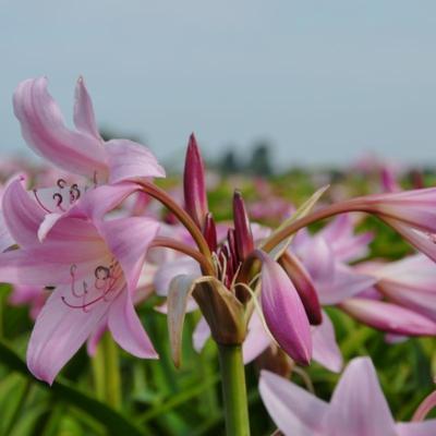 crinum-x-powellii