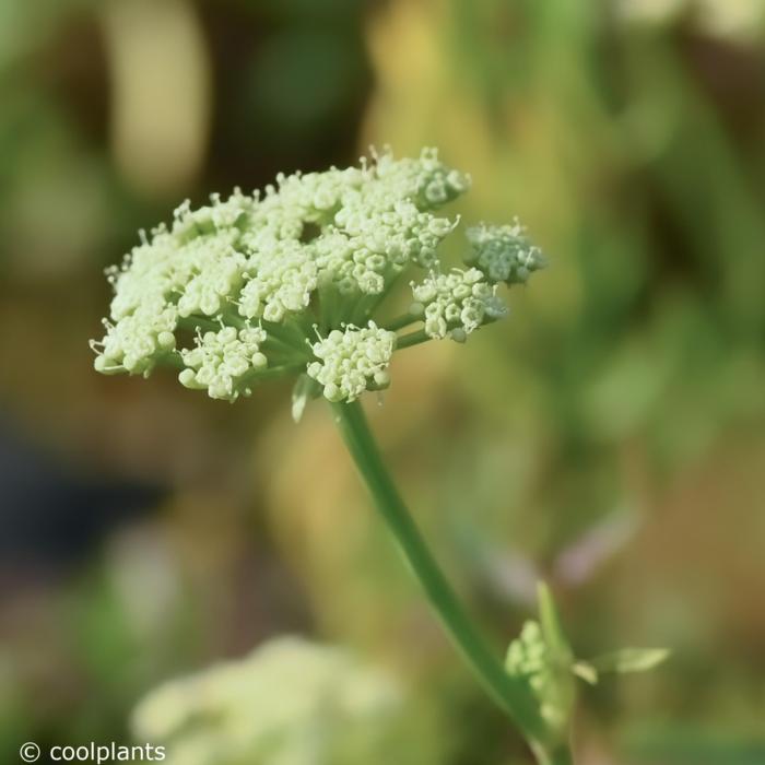 Crithmum maritimum plant