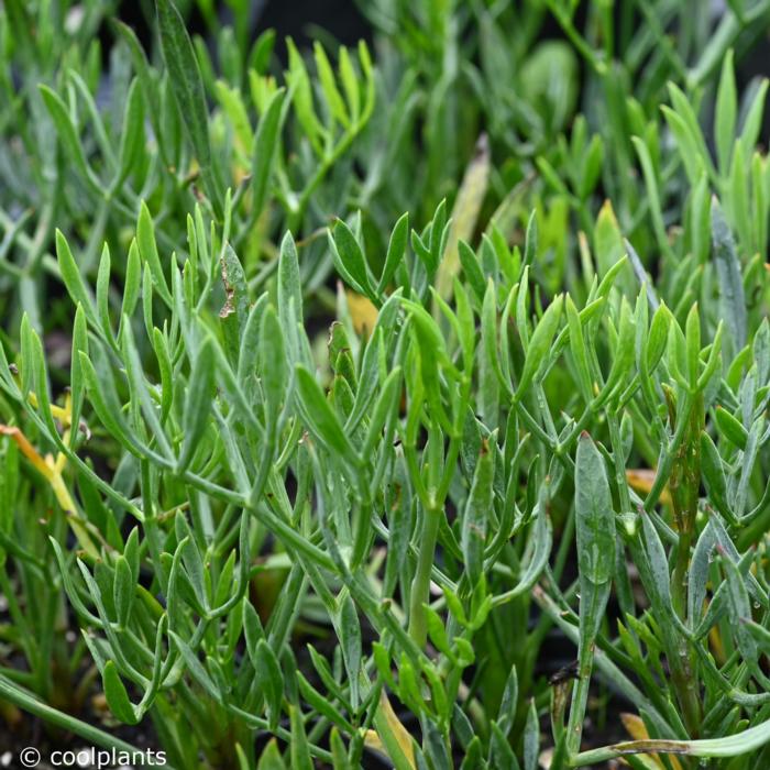 Crithmum maritimum plant