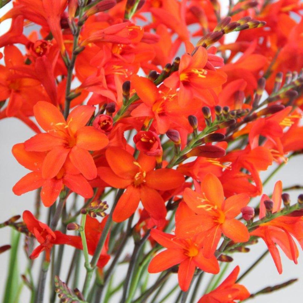 Crocosmia 'Anna Marie' plant