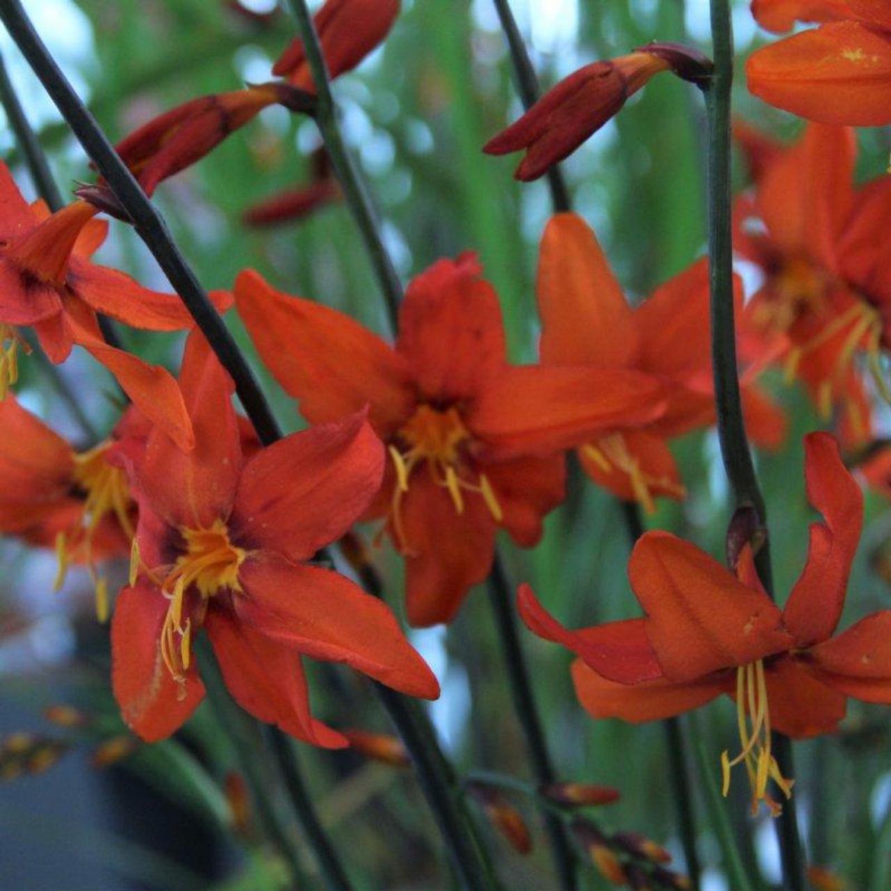 Crocosmia 'Babylon' plant