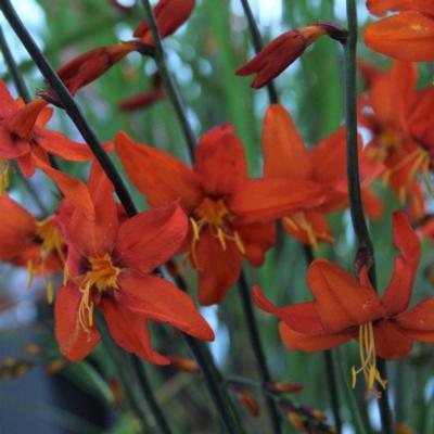 crocosmia-babylon
