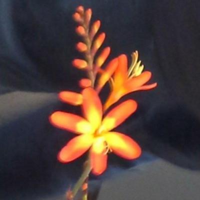 crocosmia-bente
