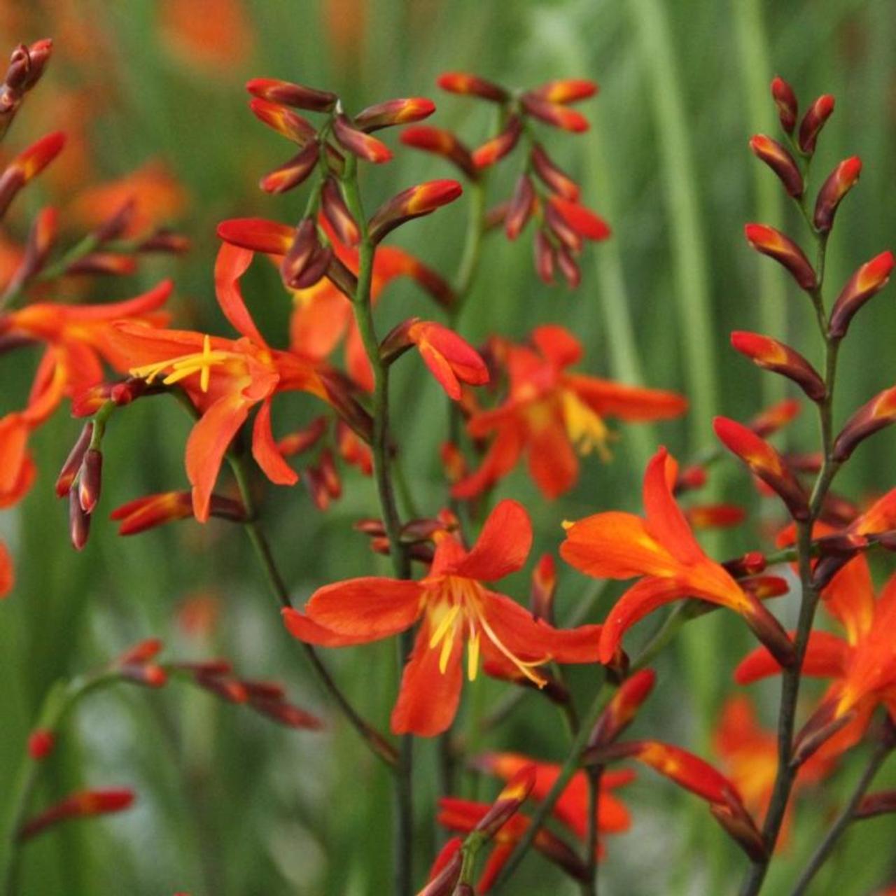 Crocosmia 'Carmine Brilliant' plant