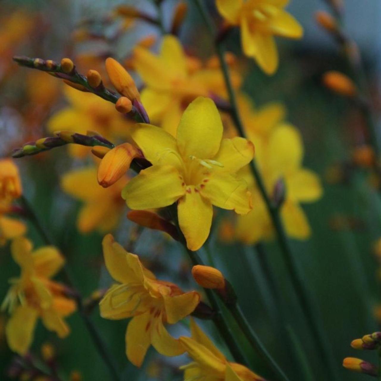 Crocosmia 'Columbus' plant