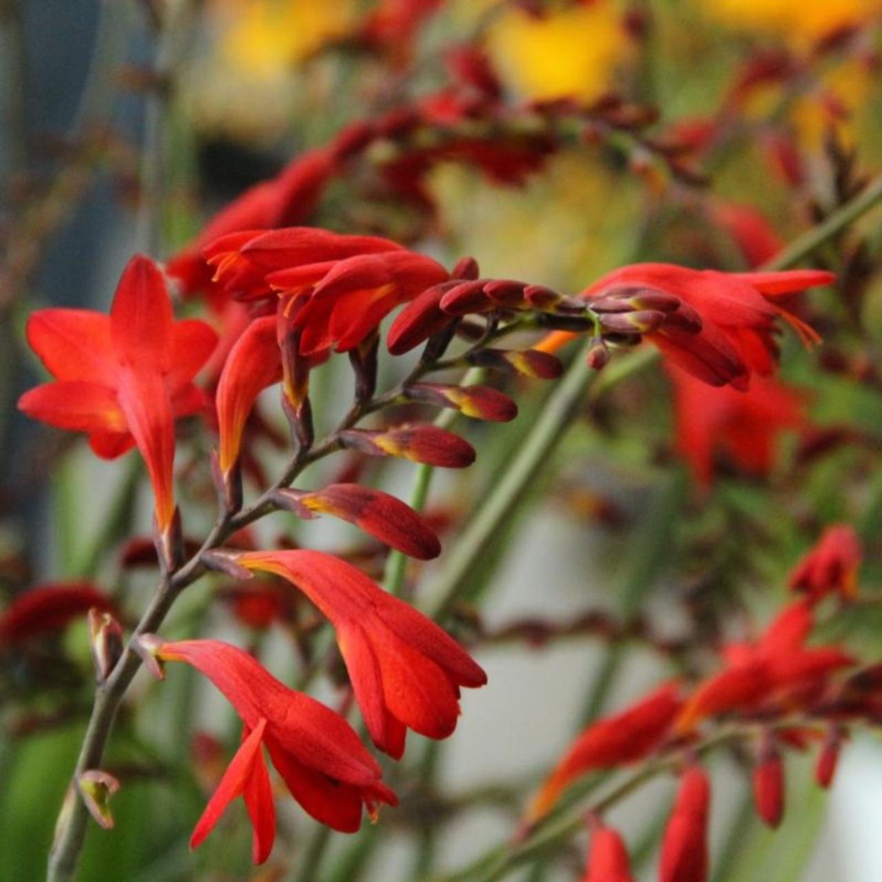 Crocosmia 'Emberglow' plant