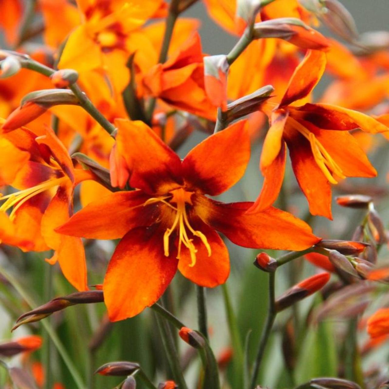 Crocosmia 'Emily McKenzie' plant