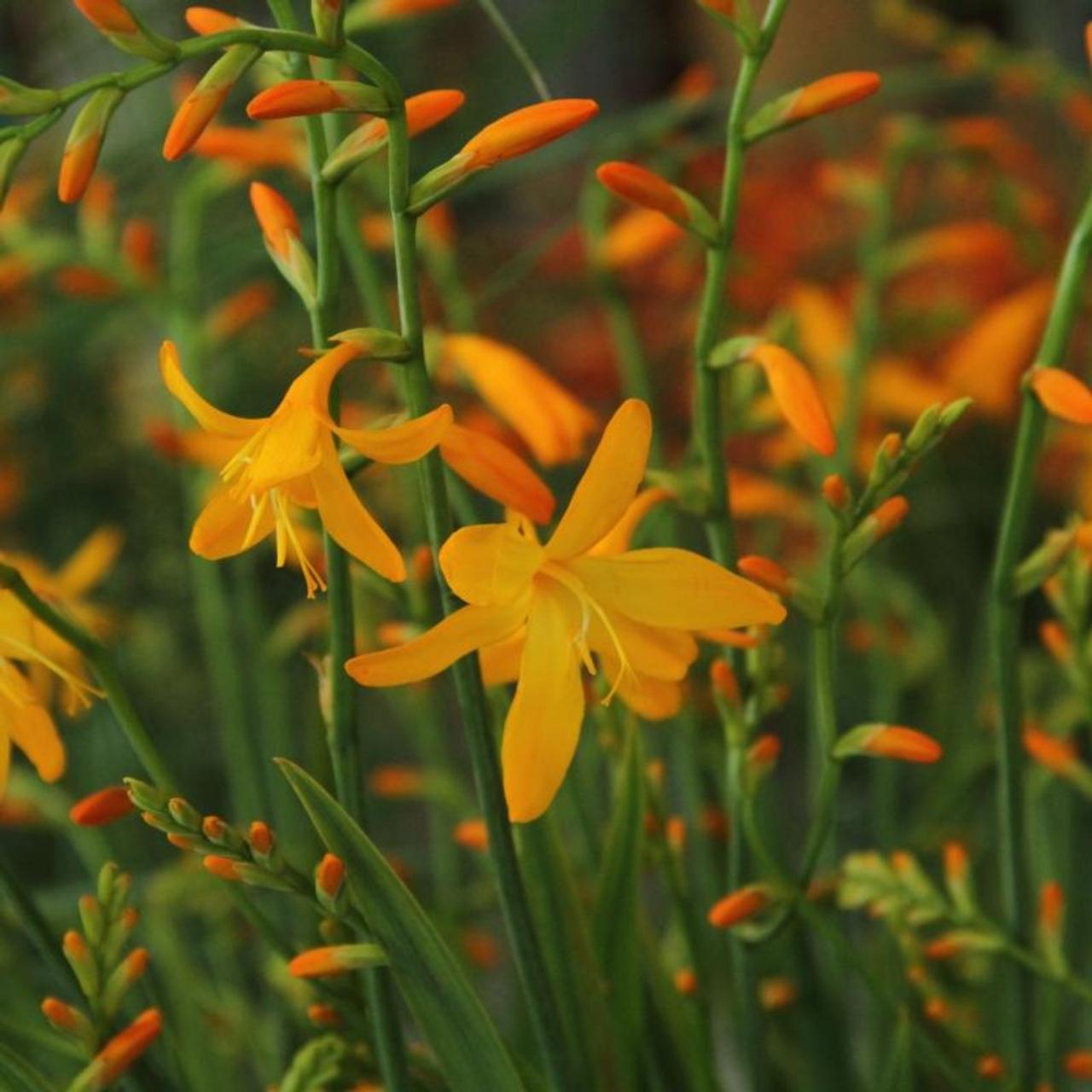 Crocosmia 'George Davison' plant