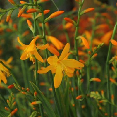 crocosmia-george-davison