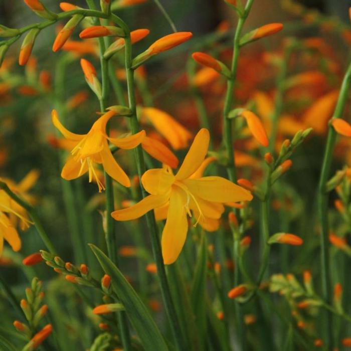 Crocosmia 'George Davison'