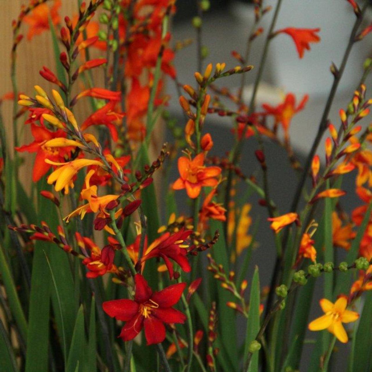 Crocosmia grootbloemig mix plant