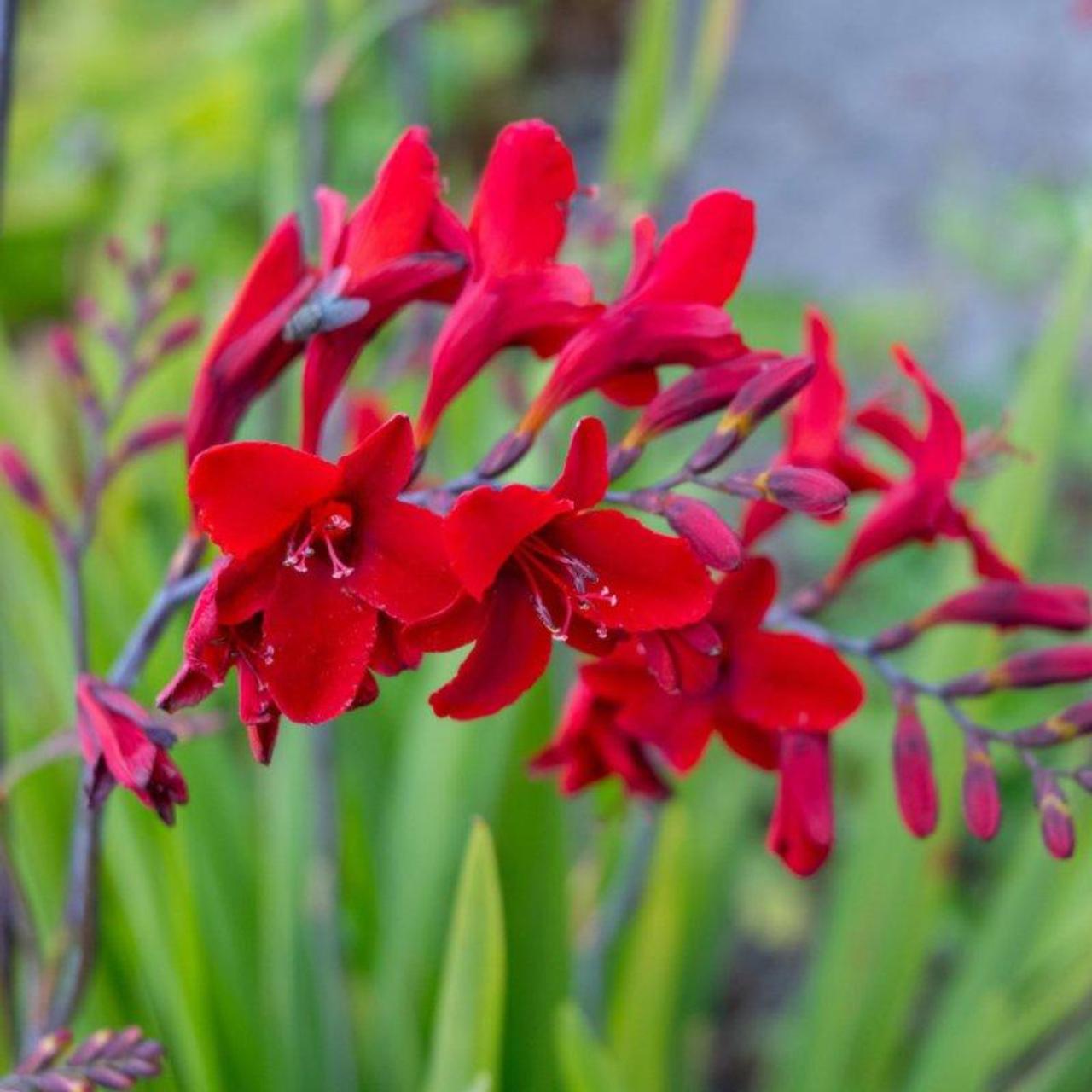 Crocosmia 'Hellfire' plant