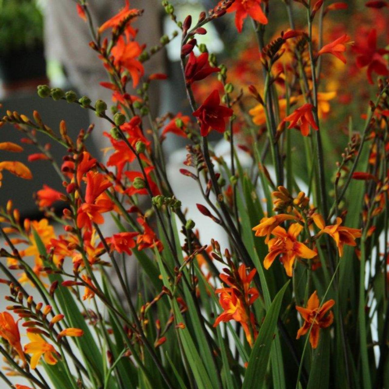 Crocosmia kleinbloemig mix plant