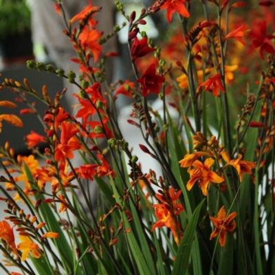 crocosmia-kleinbloemig-mix