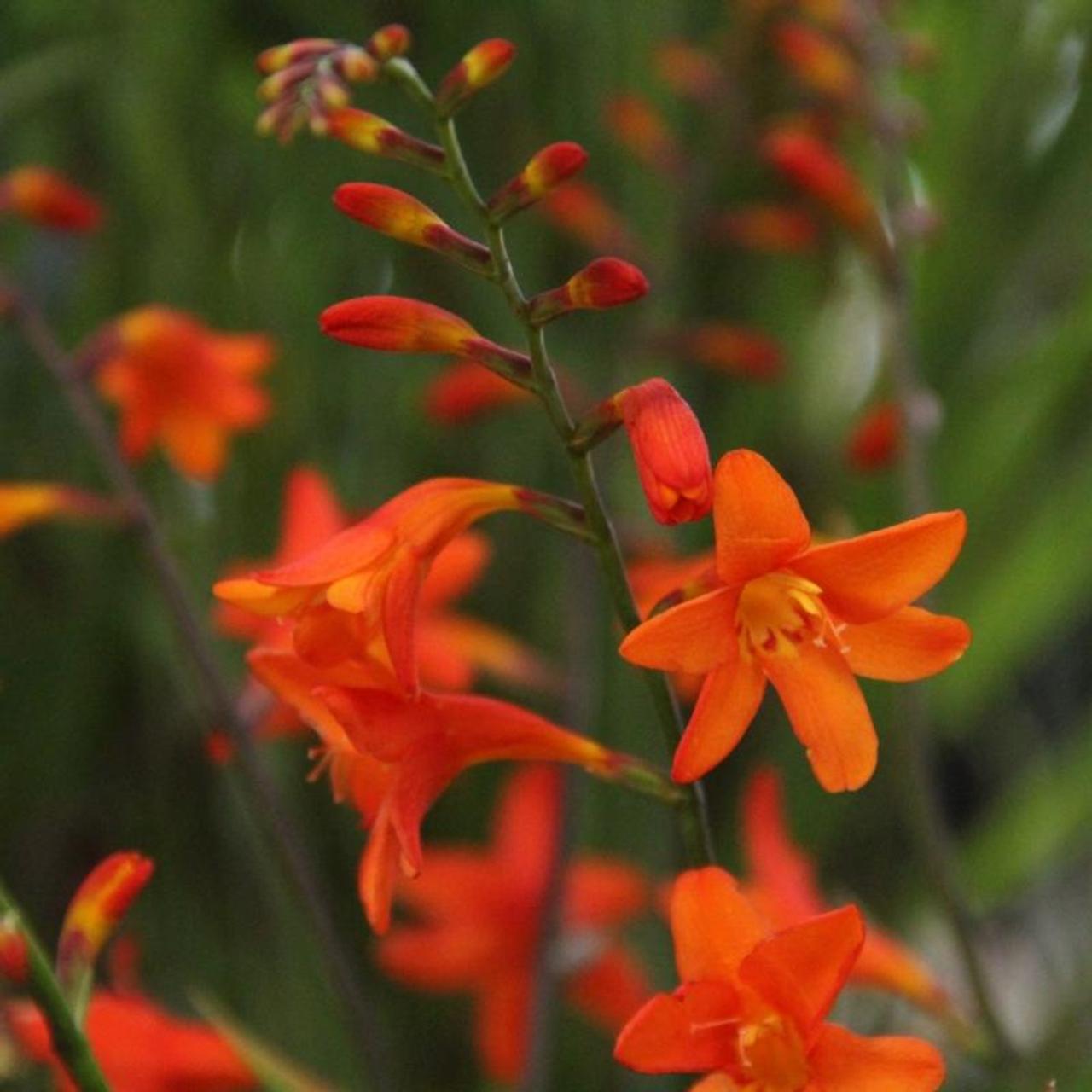 Crocosmia 'Lady Ann' plant