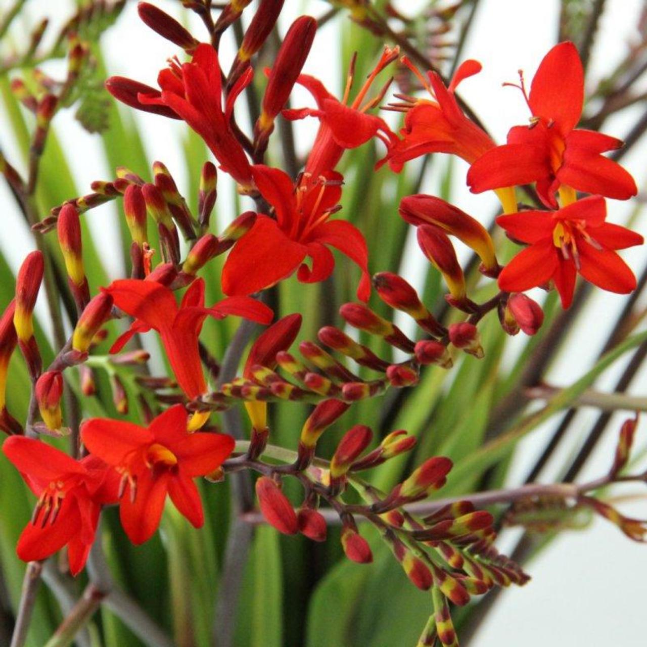 Crocosmia 'Lucifer' plant