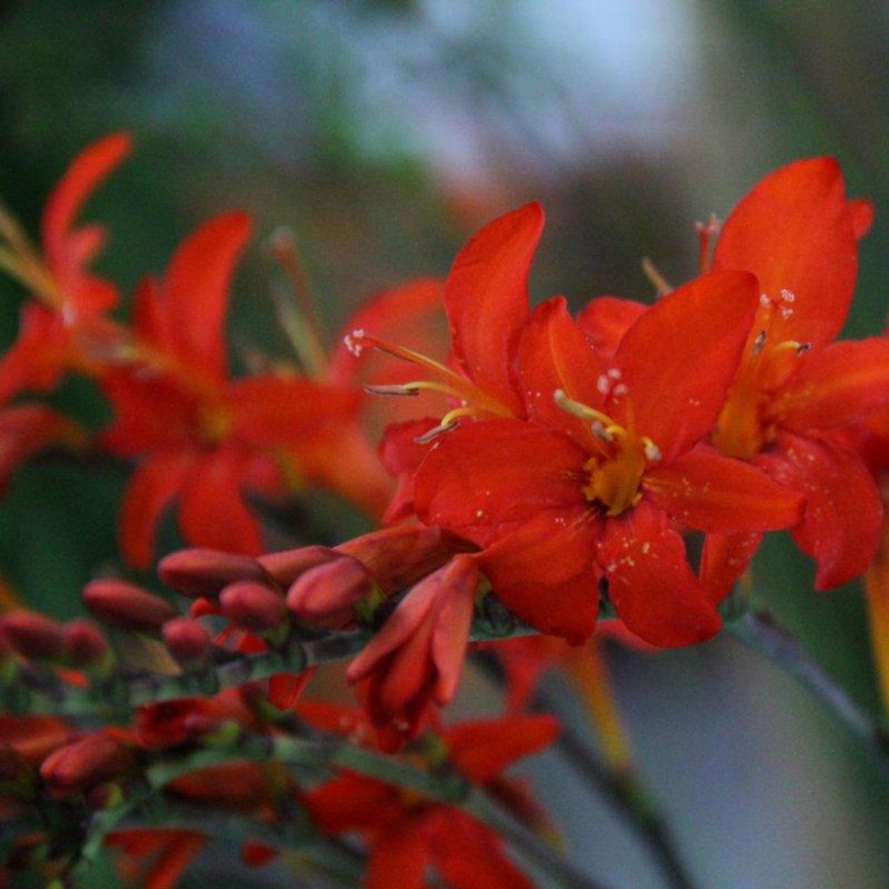 Crocosmia 'Mistral' plant