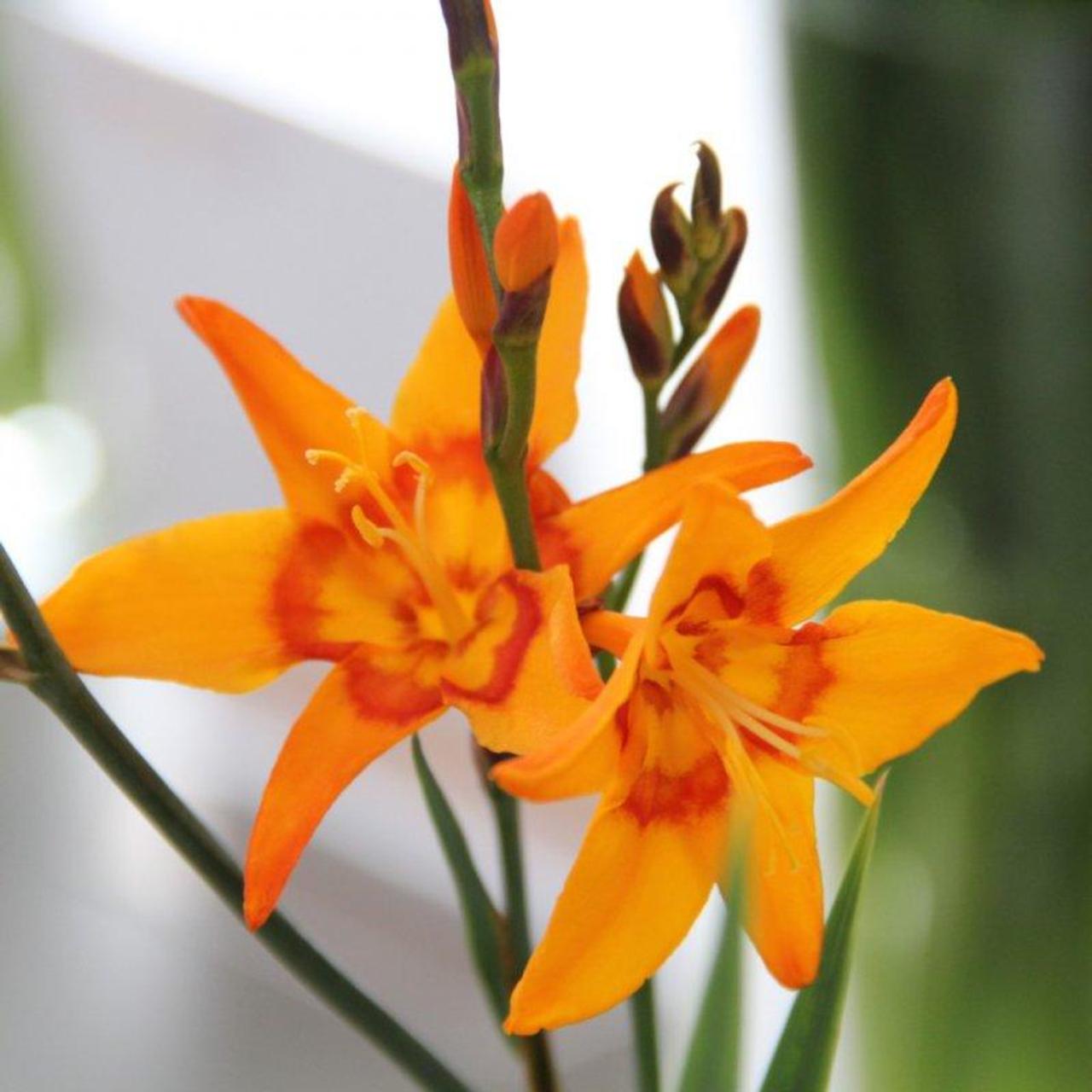 Crocosmia 'Nimbus' plant