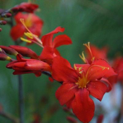 crocosmia-orangeade