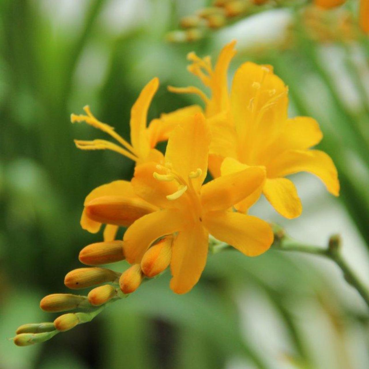 Crocosmia 'Paul's Best Yellow' plant