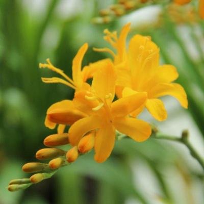 crocosmia-pauls-best-yellow