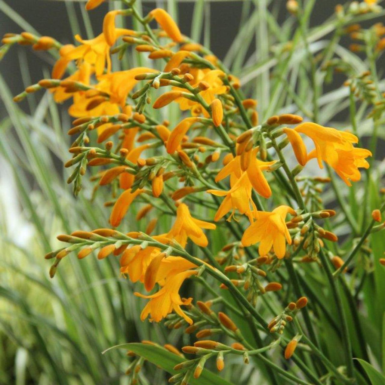 Crocosmia 'Suzanna' plant