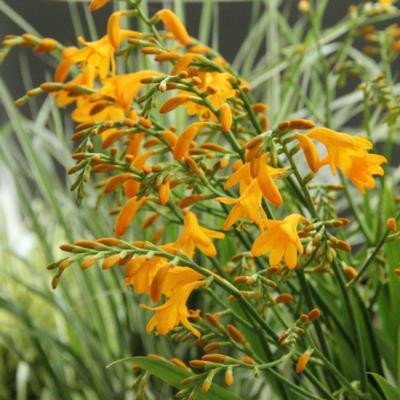 crocosmia-suzanna