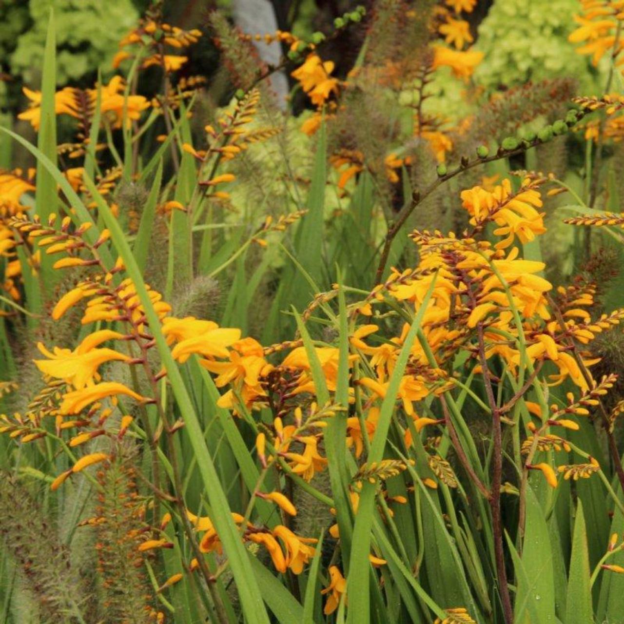 Crocosmia 'Yellow Emberglow' plant