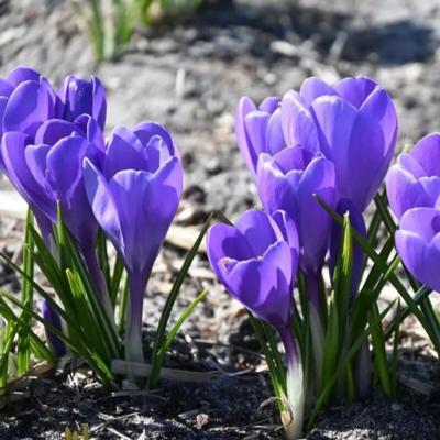 crocus-aqua
